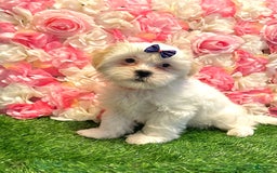 Shih Tzu dogs for sale: Ash - Image 4