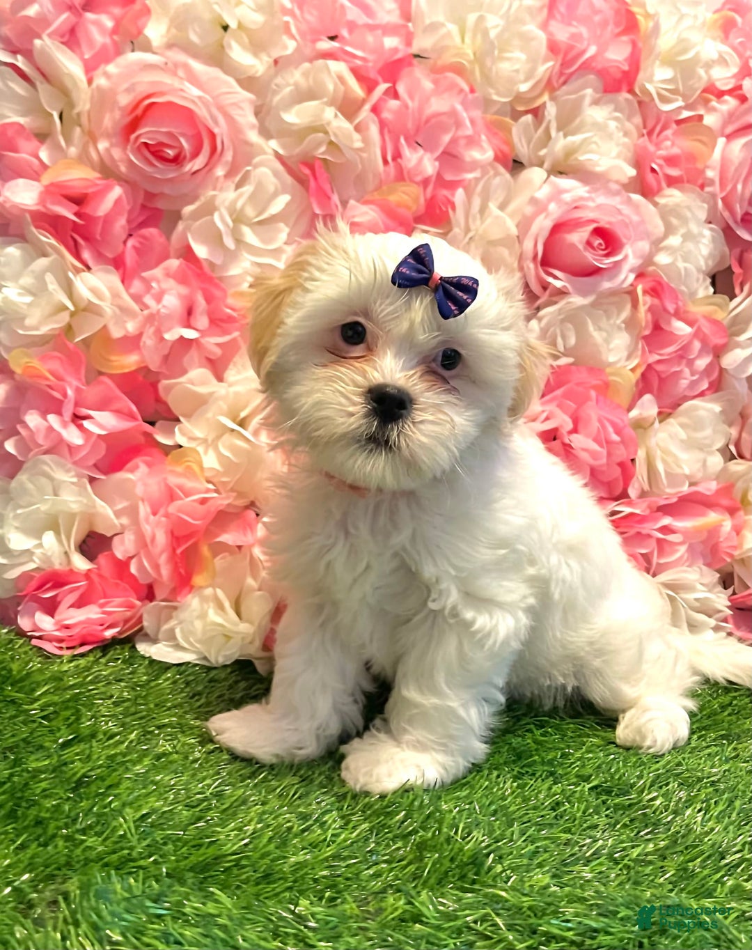 Shih Tzu dogs for sale: Ash - Image 4