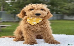 Mini Goldendoodle dogs for sale: Apollo - Image 6