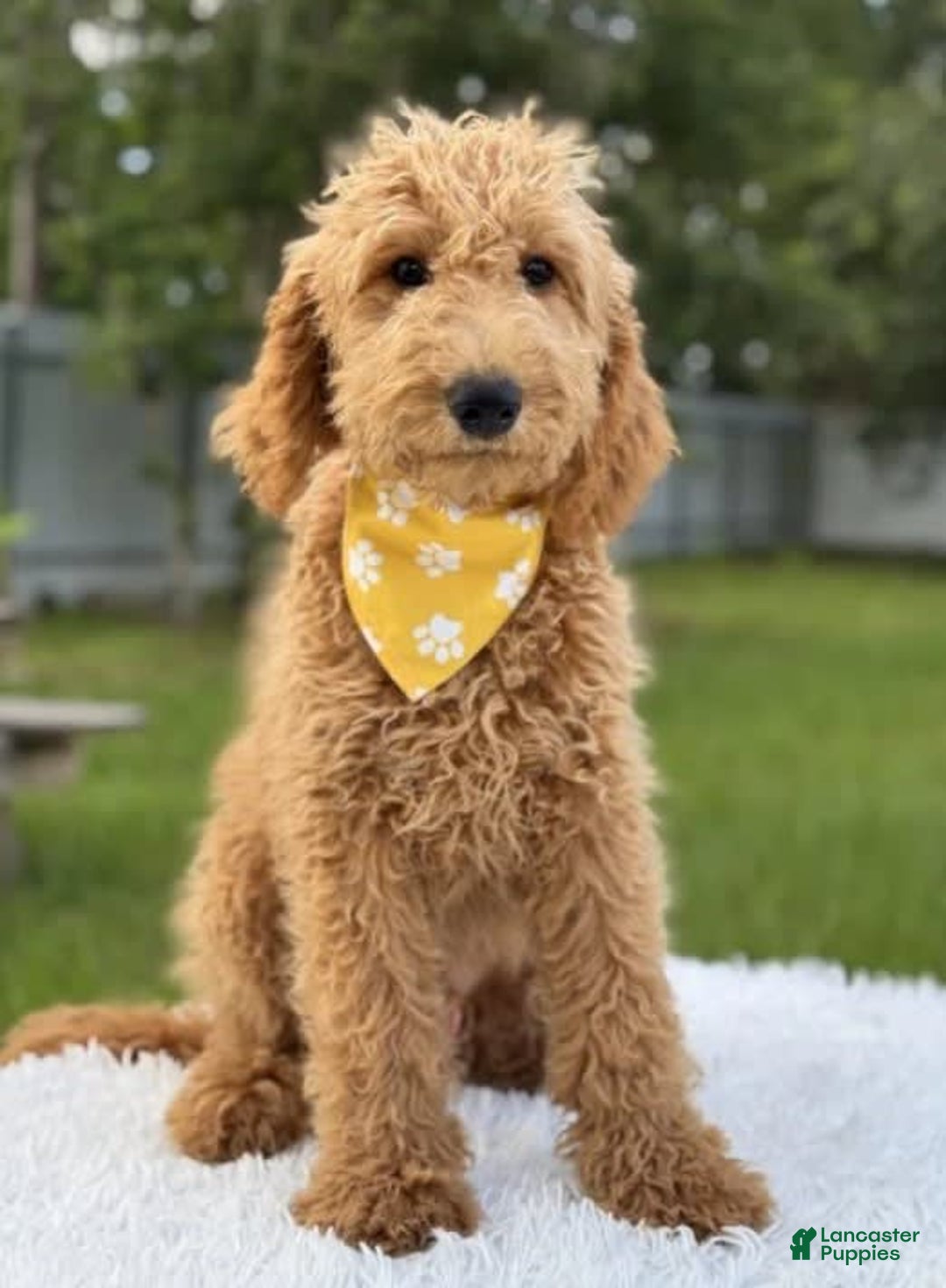 Mini Goldendoodle dogs for sale: Apollo - Image 6