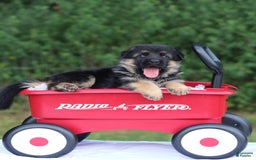 German Shepherd dogs for sale: Jessa - Image 1