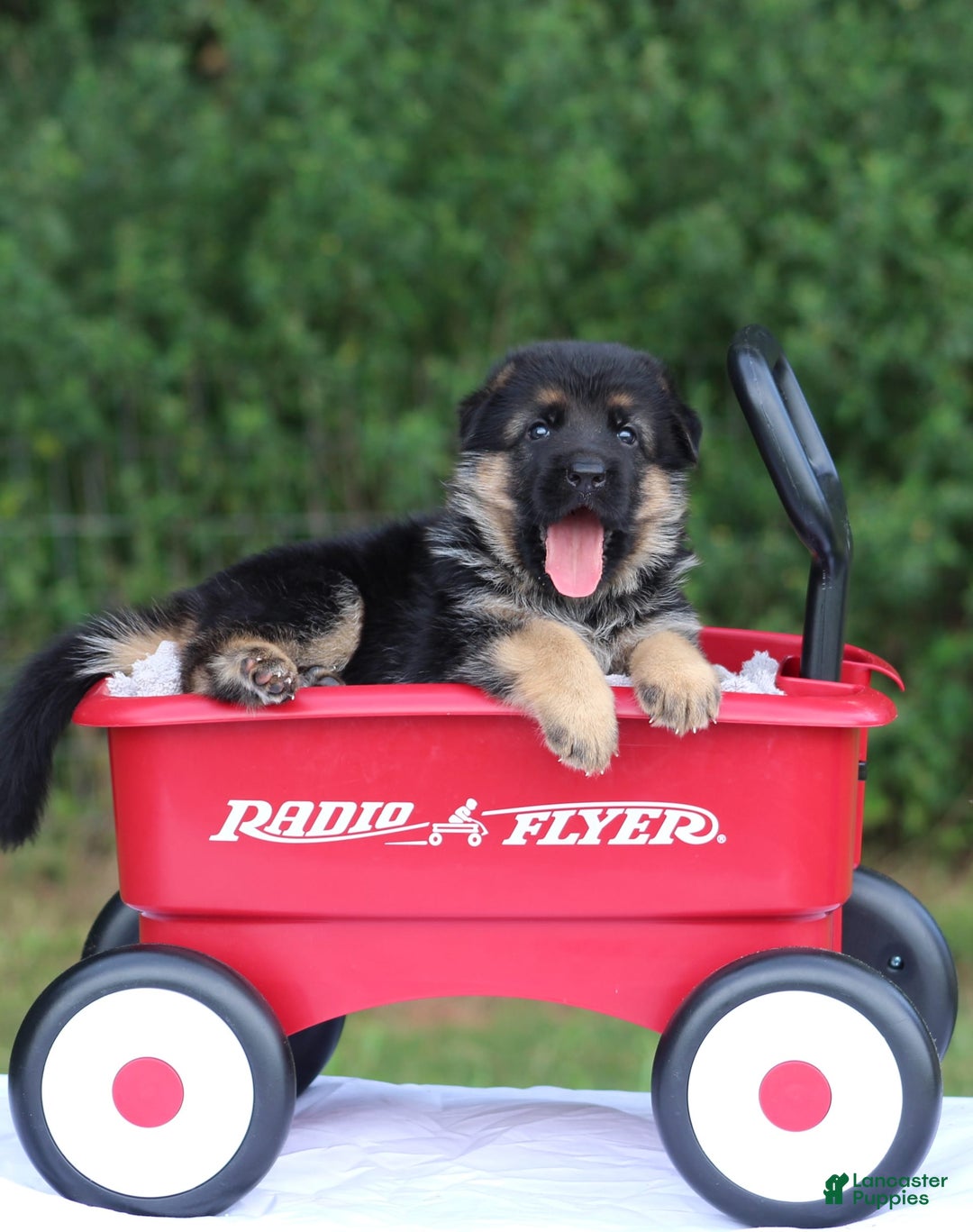 German Shepherd dogs for sale: Jessa - Image 1