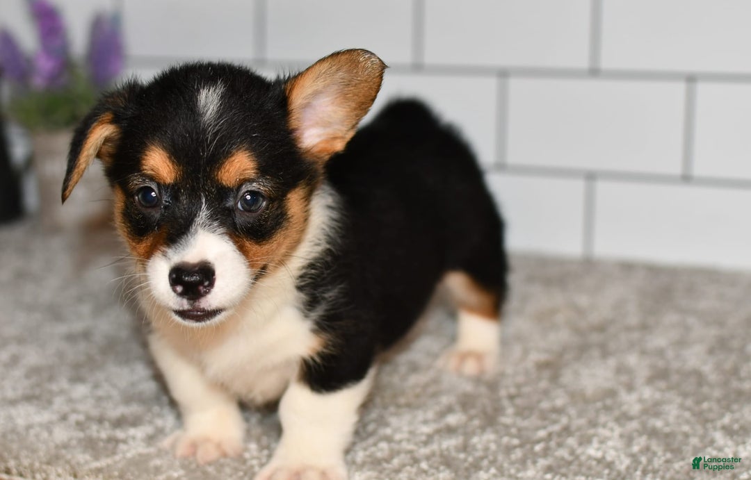 Welsh Corgi Pembroke dogs for sale: Maranda - Image 1
