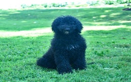Standard Poodle dogs for sale: Archer - Image 4