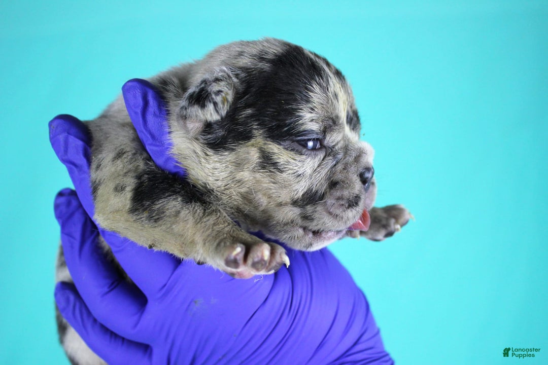 American Bully dogs for sale: Black Merle Female - Image 7
