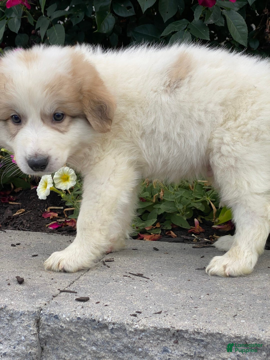 Great Pyrenees dogs for sale: Grant - Image 1
