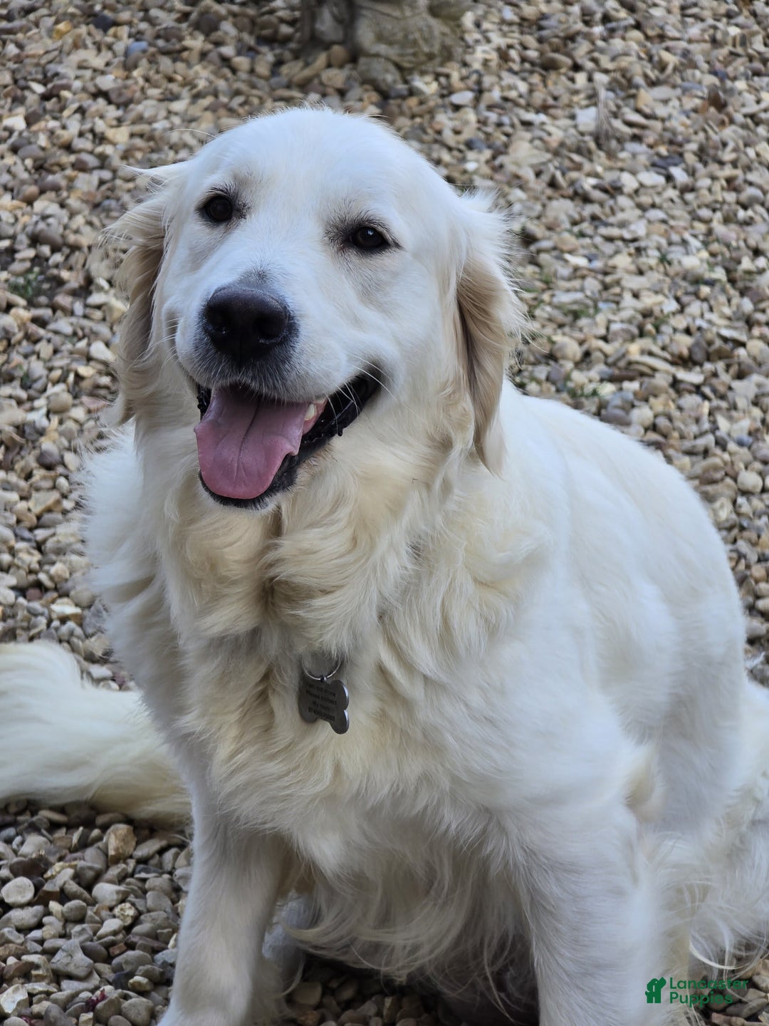 Golden Retriever dogs for sale: Laura - Image 8