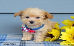 Maltipoo dogs for sale: Nixon - Image 5