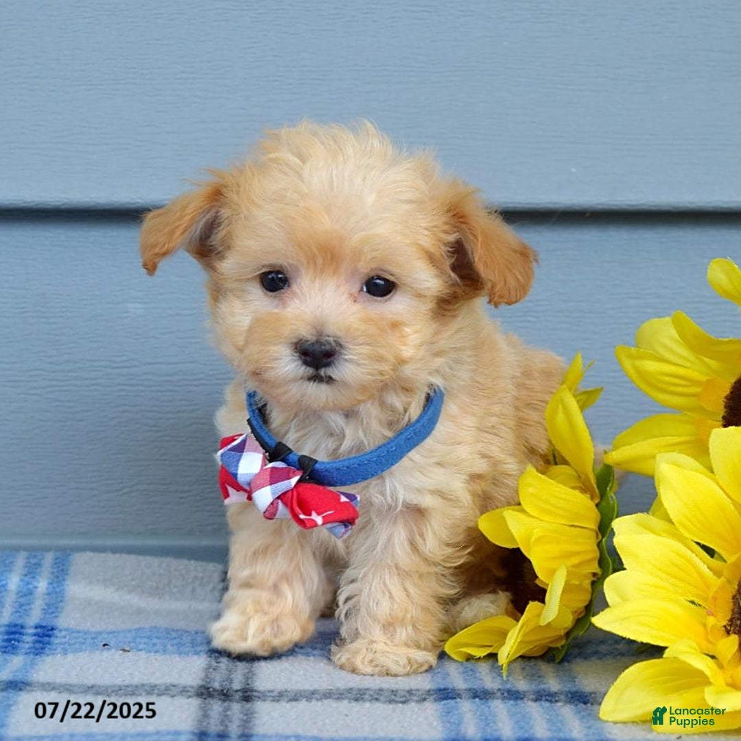 Maltipoo dogs for sale: Nixon - Image 5