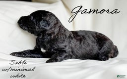 Standard Poodle dogs for sale: Gamora - Image 3