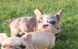 French Bulldog dogs for sale: French Bulldog 2 puppies - Image 3