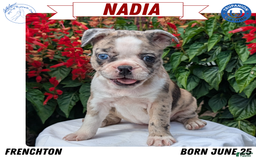 Frenchton dogs for sale: Nadia - Image 4