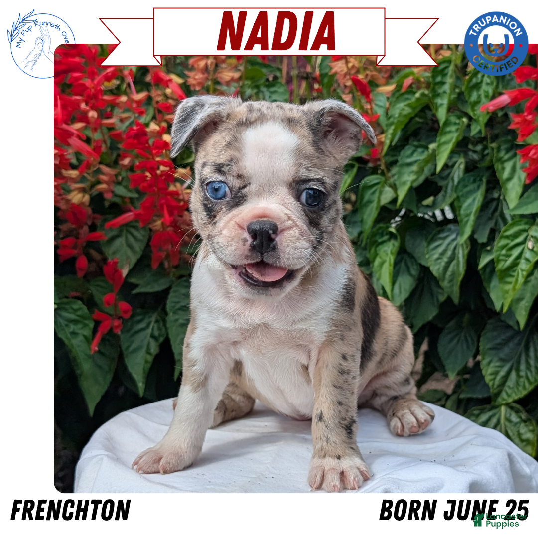 Frenchton dogs for sale: Nadia - Image 4