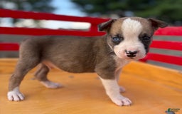 Boxer dogs for sale: Boxer 7 puppies - Image 5
