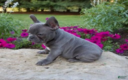 French Bulldog dogs for sale: Leo - Image 5
