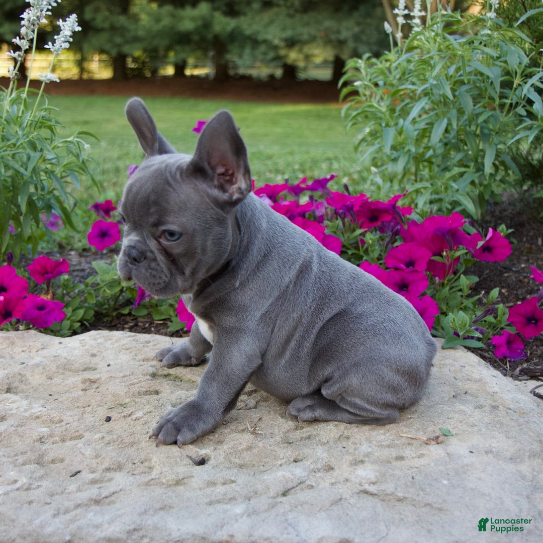 French Bulldog dogs for sale: Leo - Image 5