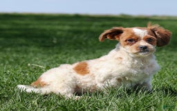 Shihpoo dogs for sale: Buster - Image 9
