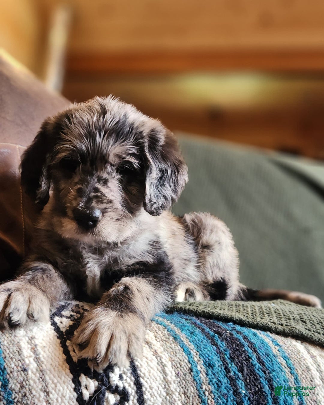 Labradoodle dogs for sale: Madric - Image 6