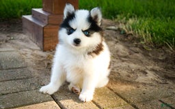 Pomsky dogs for sale: Flare - Image 15