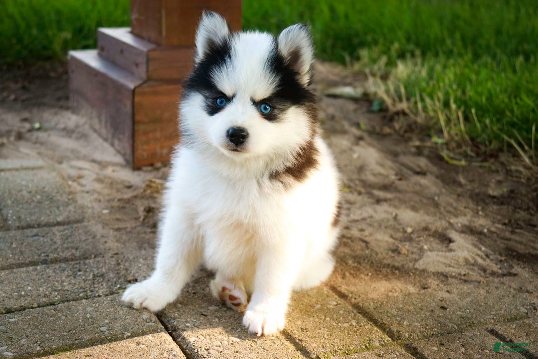 Pomsky dogs for sale: Flare - Image 15