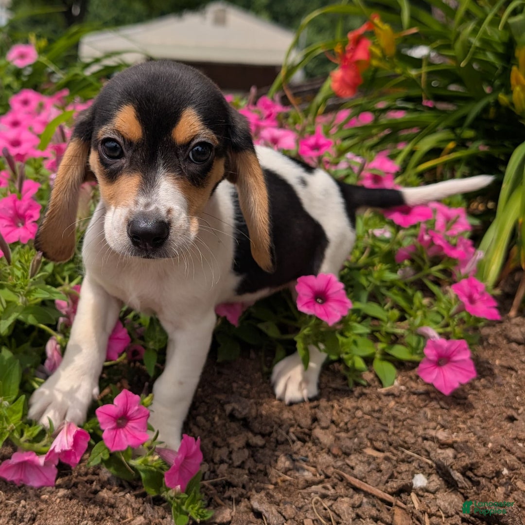 Beagle dogs for sale: Chocolate - Image 12