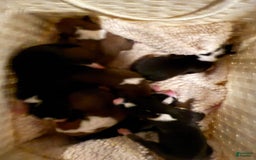 Basenji dogs for sale: Little Mae - Image 3