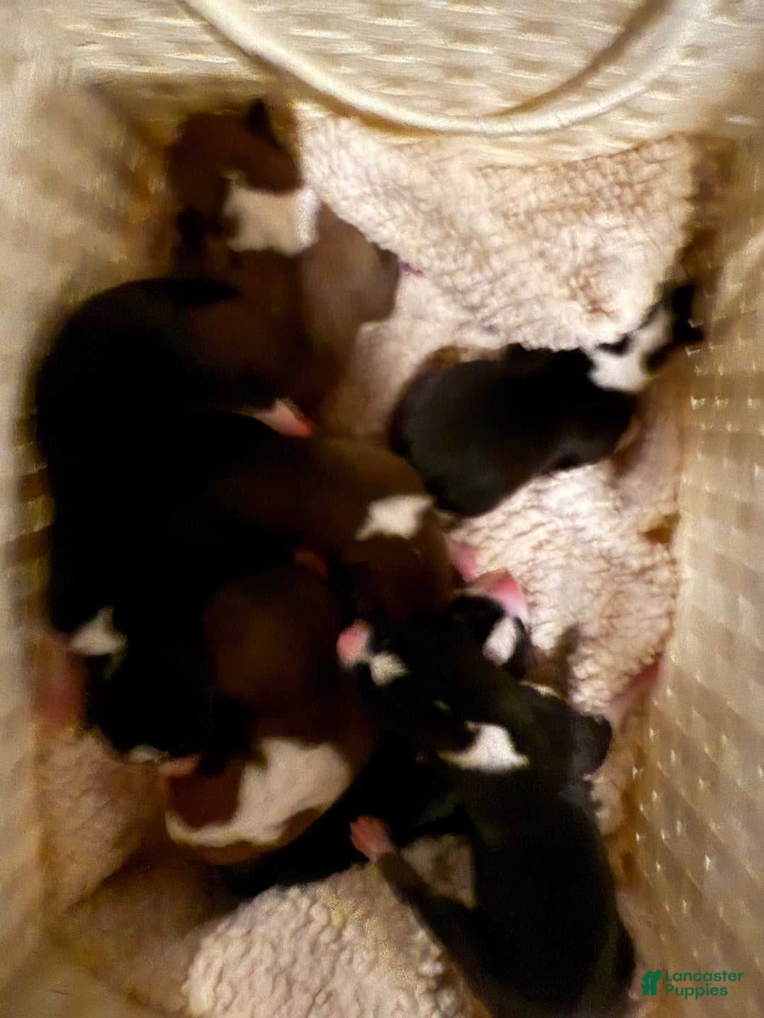 Basenji dogs for sale: Little Mae - Image 3