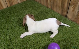 Dachshund dogs for sale: Tiny Girl 2 - Image 2