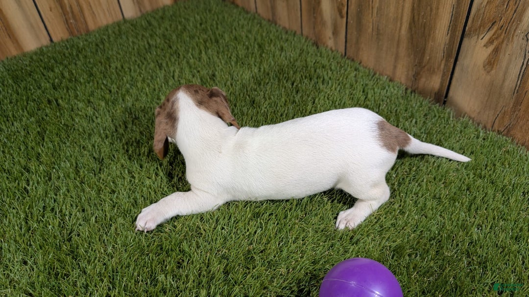 Dachshund dogs for sale: Tiny Girl 2 - Image 2