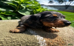 Dachshund dogs for sale: Juno - Image 5