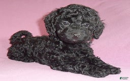 Yorkiepoo dogs for sale: Pepper - Image 8