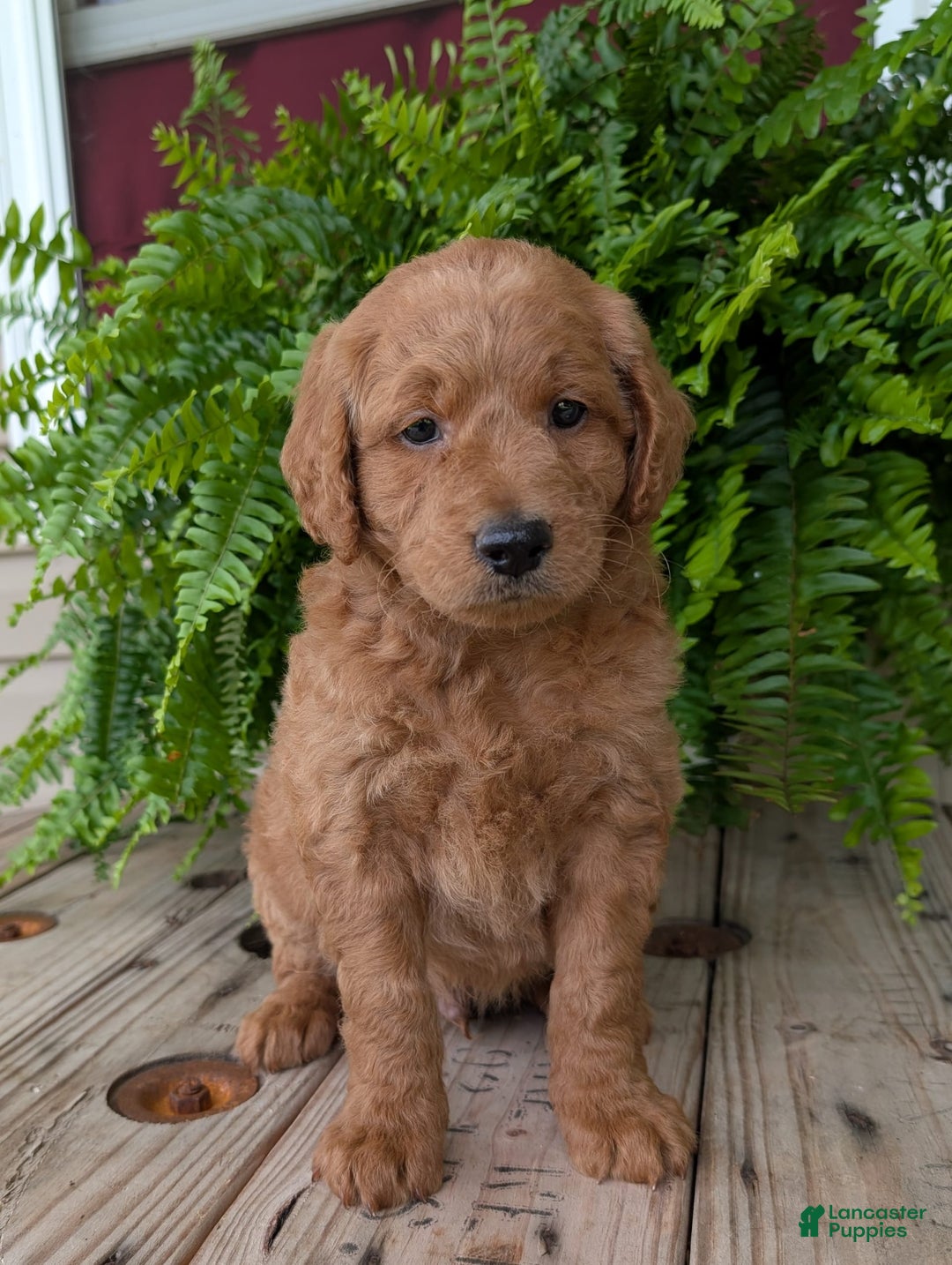 Goldendoodle dogs for sale: Reed - Image 5
