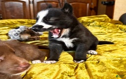 Gerberian Shepsky dogs for sale: Panda Bear - Image 5