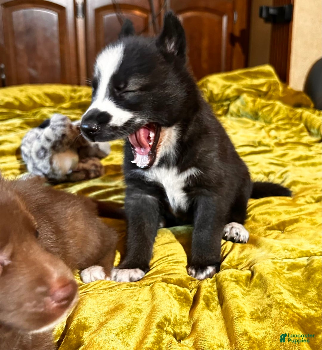 Gerberian Shepsky dogs for sale: Panda Bear - Image 5