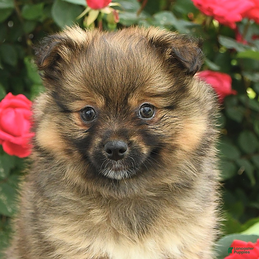 Pomeranian dogs for sale: Jill - Image 5