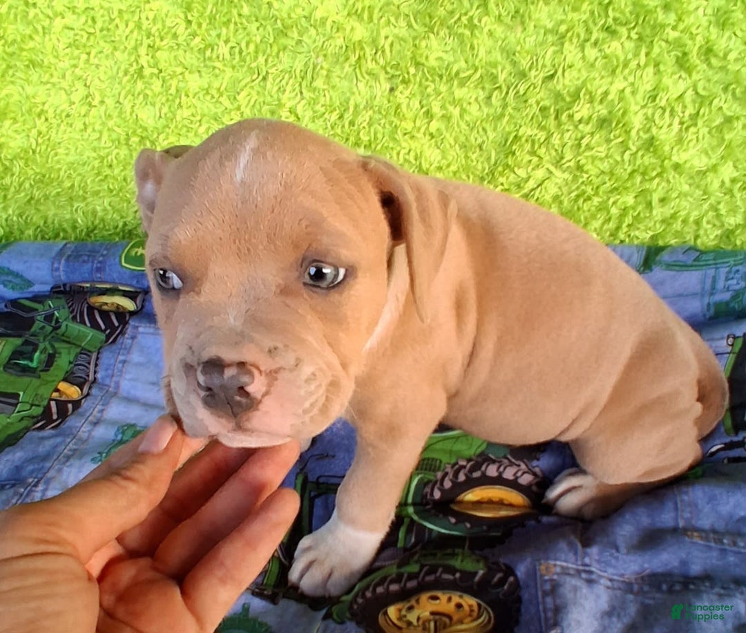 American Bully dogs for sale: Loki - Image 6
