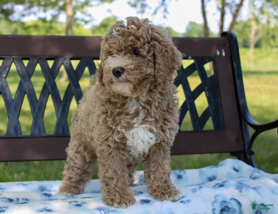 Miniature Poodle dogs for sale: Miniature Poodle 3 puppies - Image 12