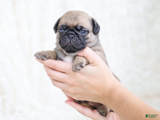Pug dogs for sale - Ad 1