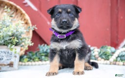 German Shepherd dogs for sale: Shiva - Image 5