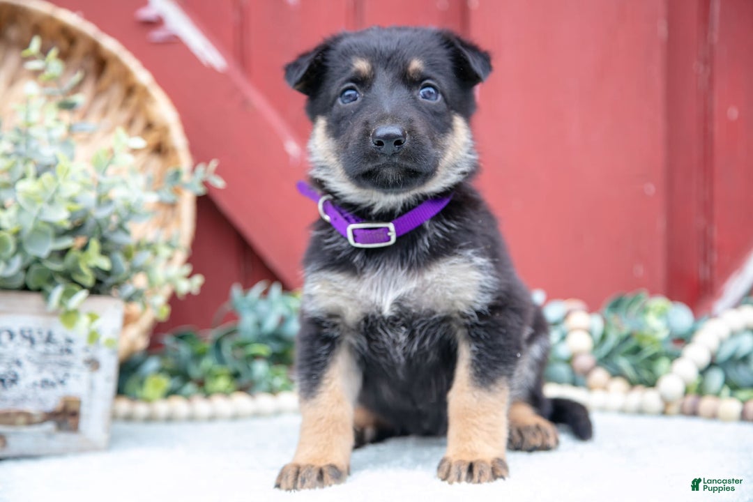 German Shepherd dogs for sale: Shiva - Image 5