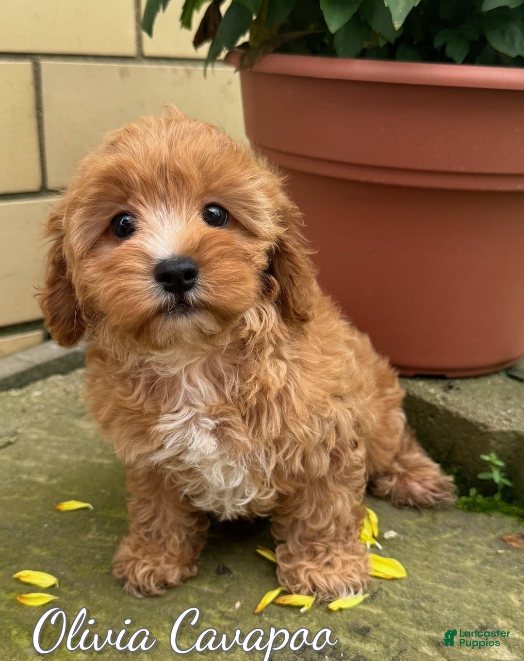 Cavapoo dogs for sale: Olivia - Image 1