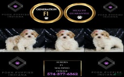 Maltipoo dogs for sale: Rapunzel - Image 2