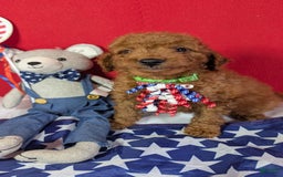 Mini Goldendoodle dogs for sale: Sprout Green Collar Toy Size - Image 4