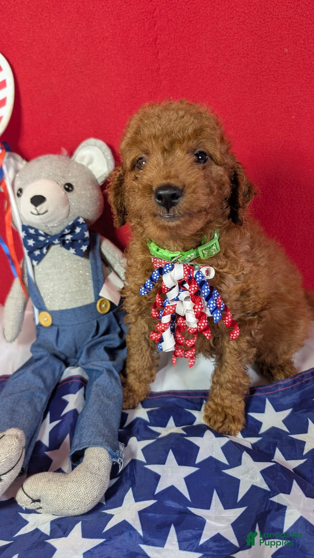 Mini Goldendoodle dogs for sale: Sprout Green Collar Toy Size - Image 4