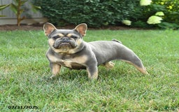 French Bulldog dogs for sale: Peyton - Image 2