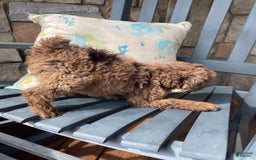 Standard Poodle dogs for sale: Ode - Image 6