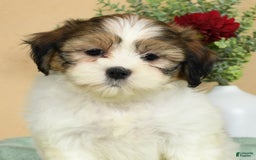 Teddy Bear dogs for sale: Sweetie - Image 2
