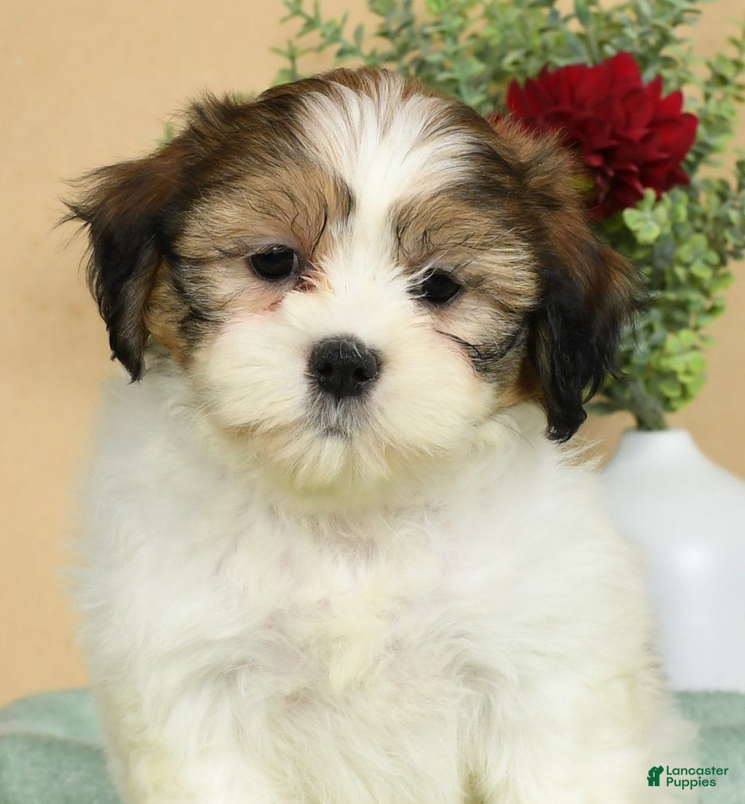 Teddy Bear dogs for sale: Sweetie - Image 2