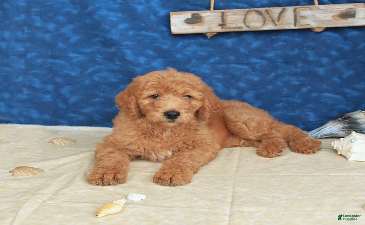 Goldendoodle dogs for sale - Ad 4