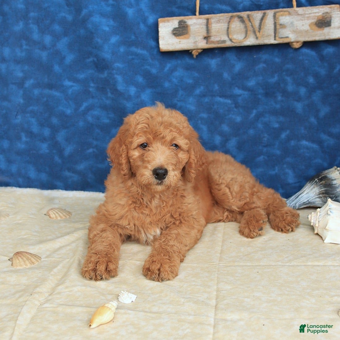 Goldendoodle dogs for sale: Lady - Image 1